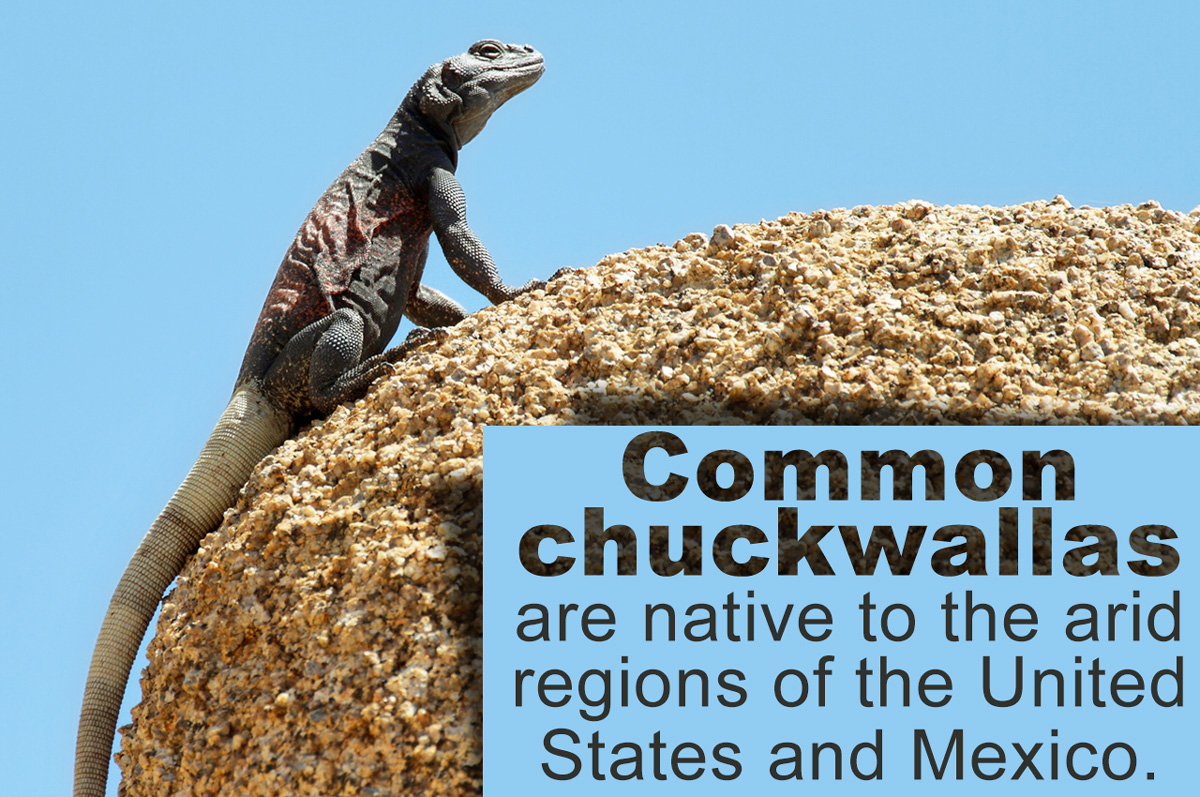 Common Chuckwalla A Mojave Desert Animal Animal Sake