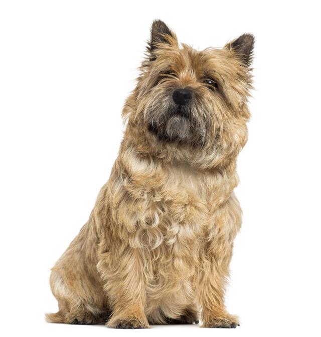 Cairn Terrier sitting, looking up, isolated on white