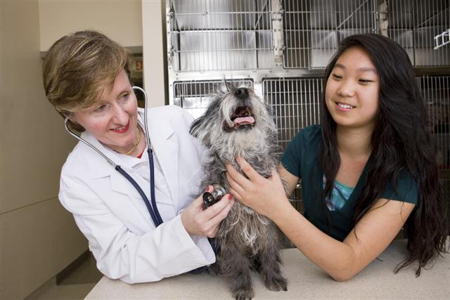 Vet Examines Cairn Terrier While Owner Distracts Dog