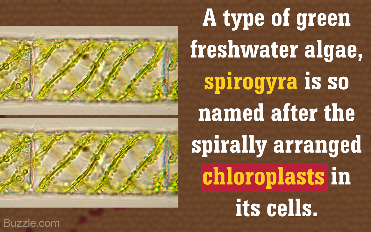 What is Spirogyra?