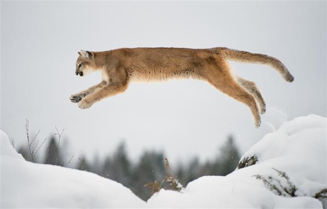 Leaping Mountain Lion