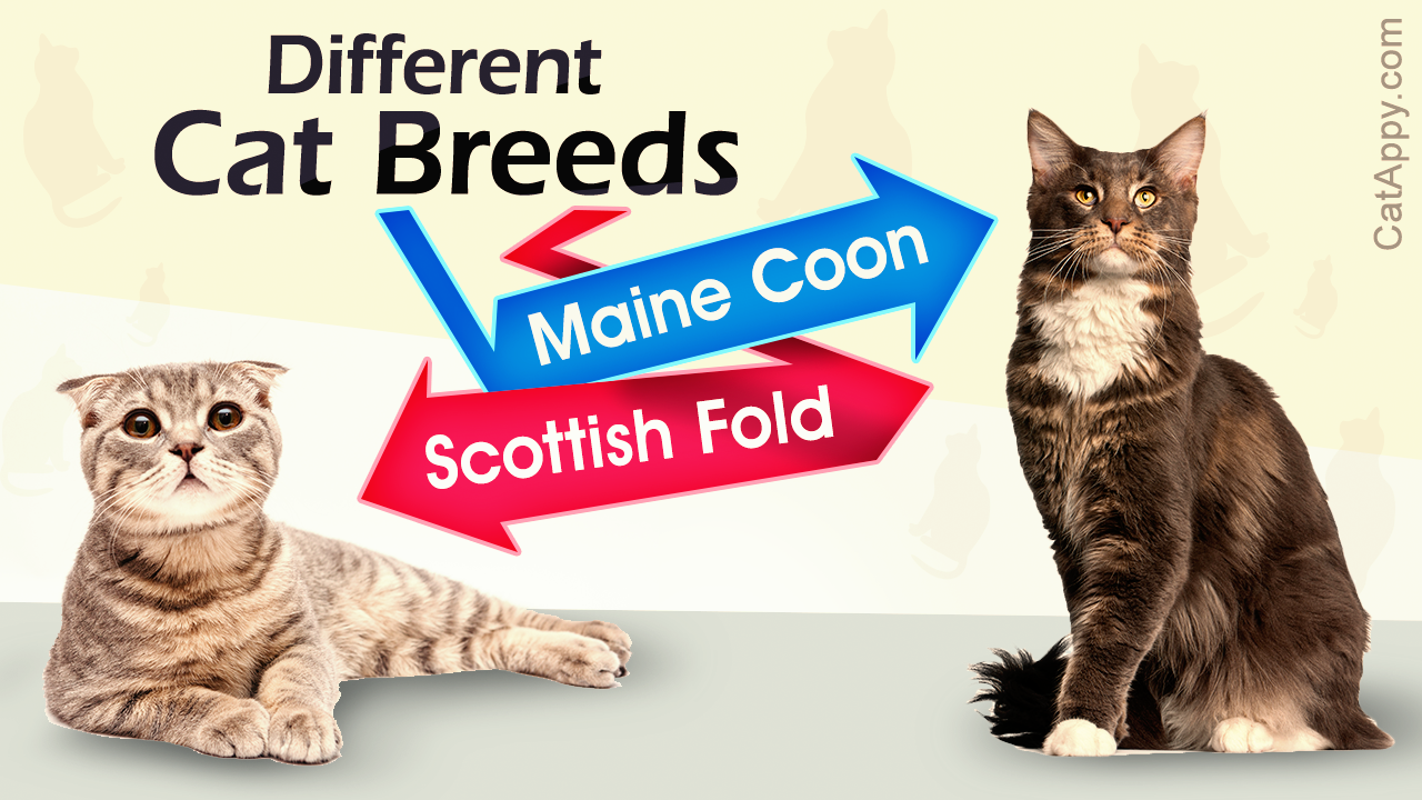Different Breeds of Cats