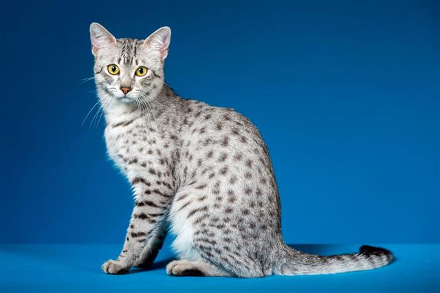 Young Egyptian Mau Cat