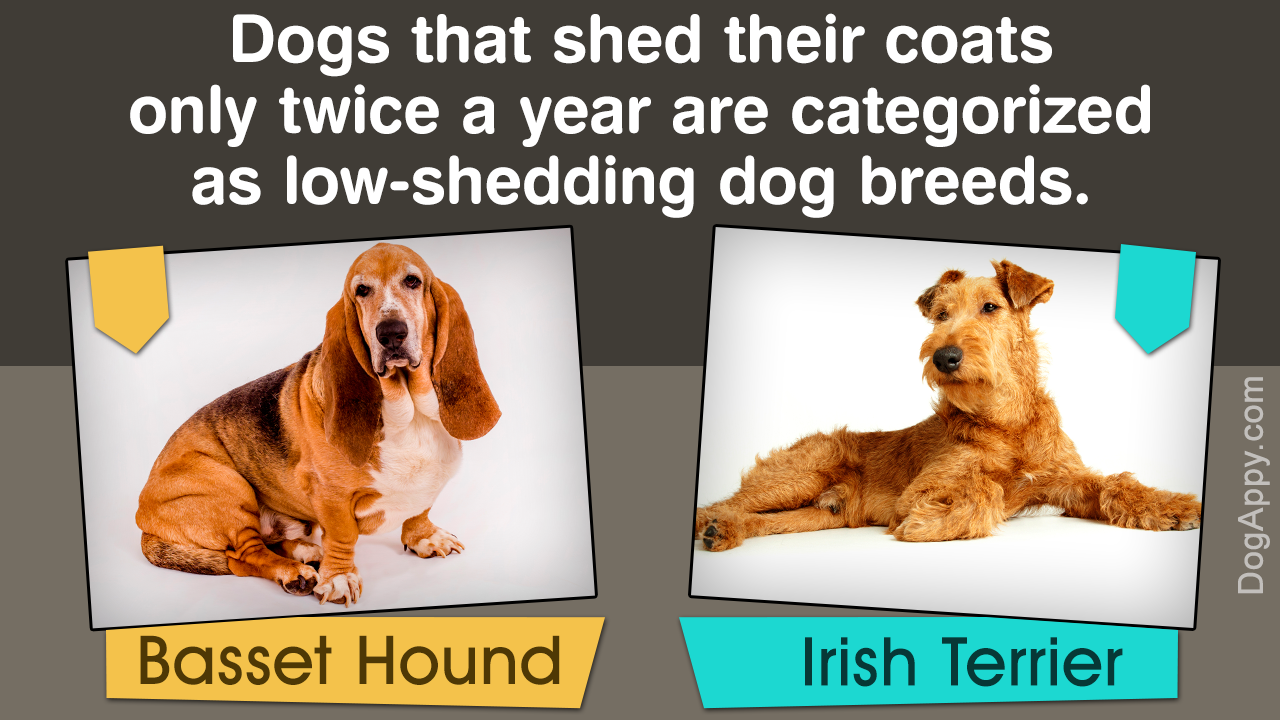 Dogs that Do Not Shed