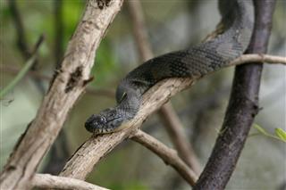 Water moccasin snake