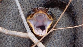 Cottonmouth water snake
