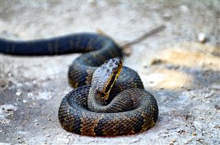 Water moccasin snake