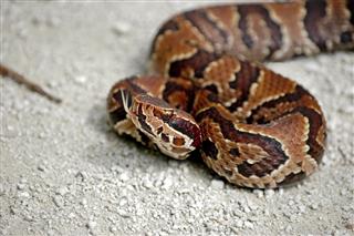 Young florida cottonmouth snake