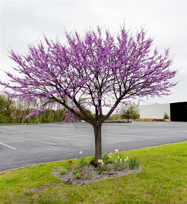 Spring Redbud Tree