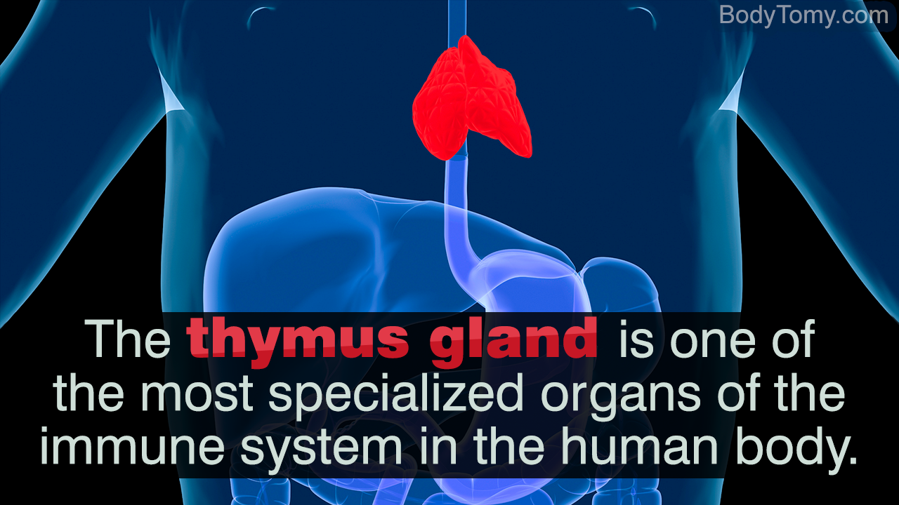 Internal Organs of the Human Body