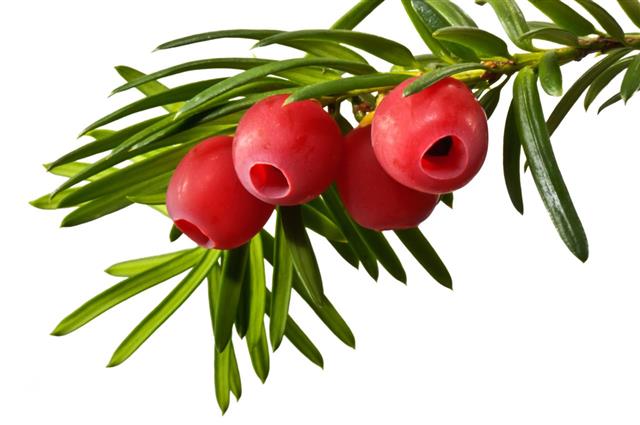 Green Yew Twig With Red Yew Berries