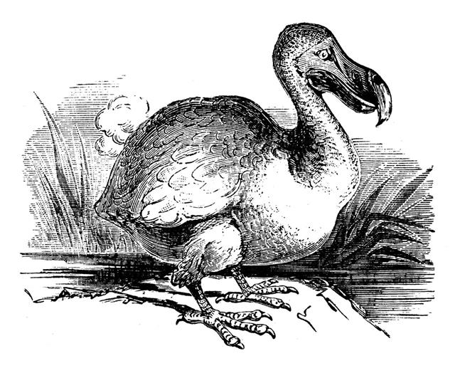 Antique Illustration Of Dodo