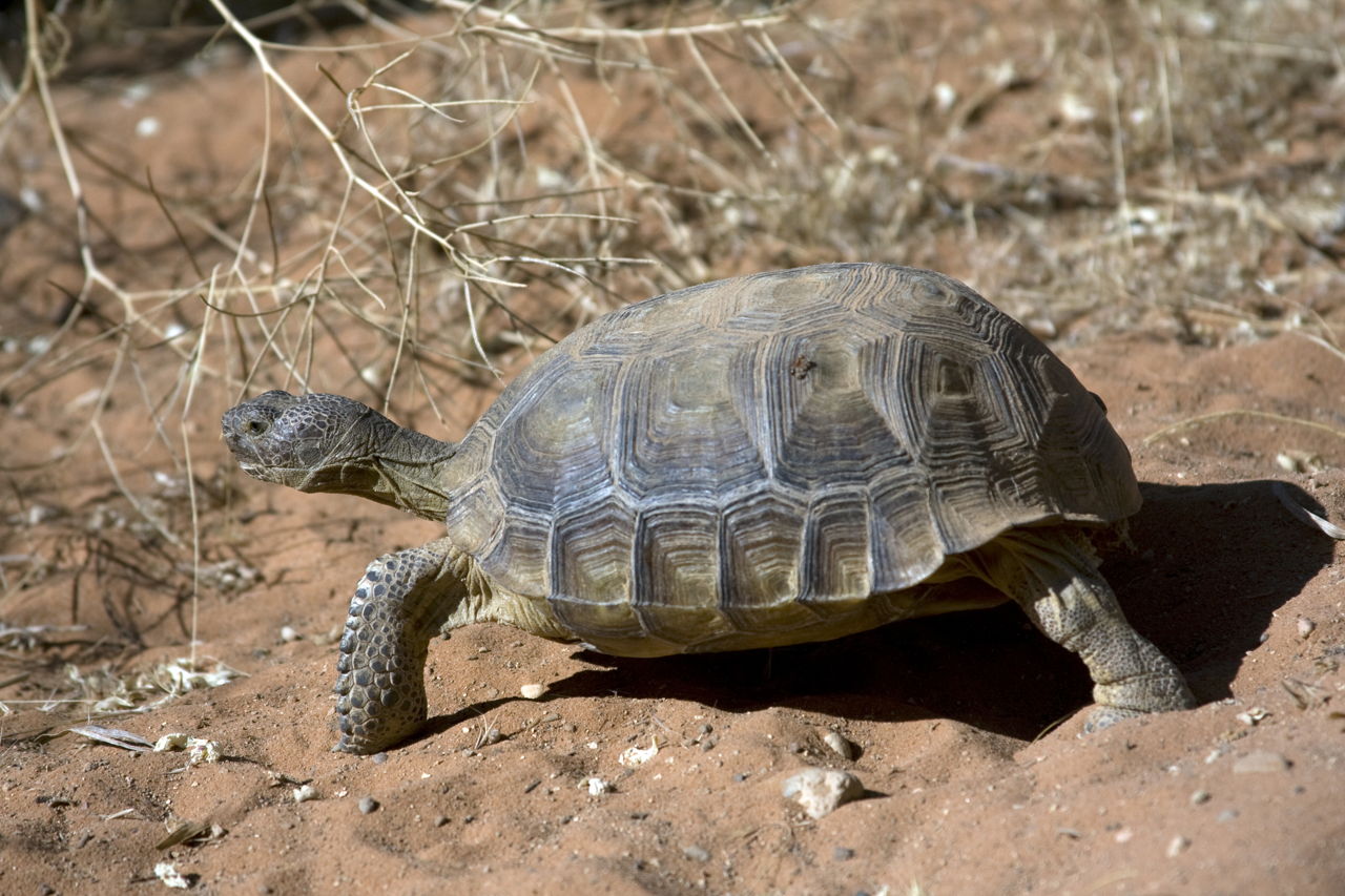 Mojave Desert Animals And Plants Science Struck