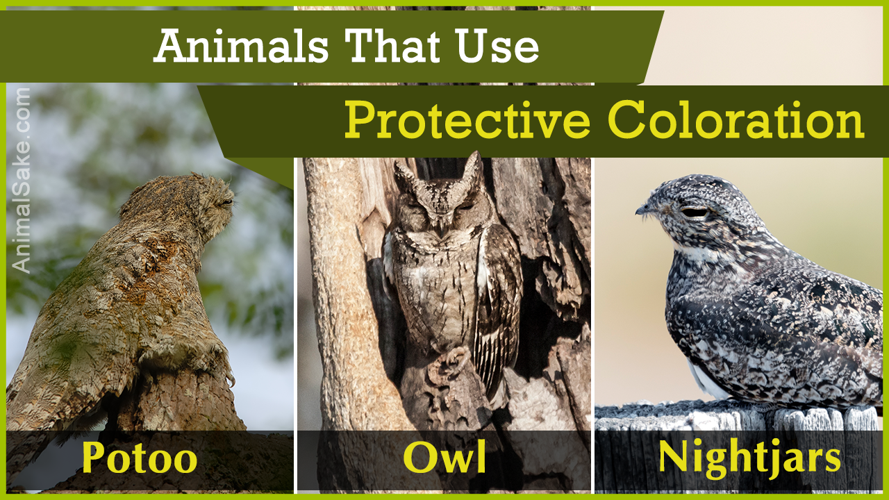 List of Animals that Use Protective Coloration