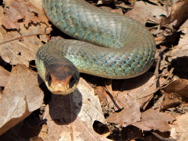 Blue Racer Snake In Spring