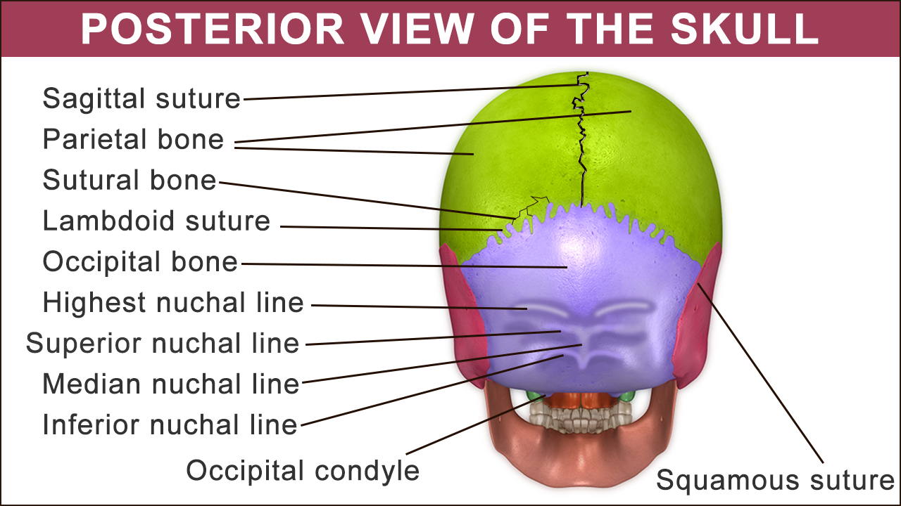 Anatomy and Function of the Occipital Bone Explained With a Diagram