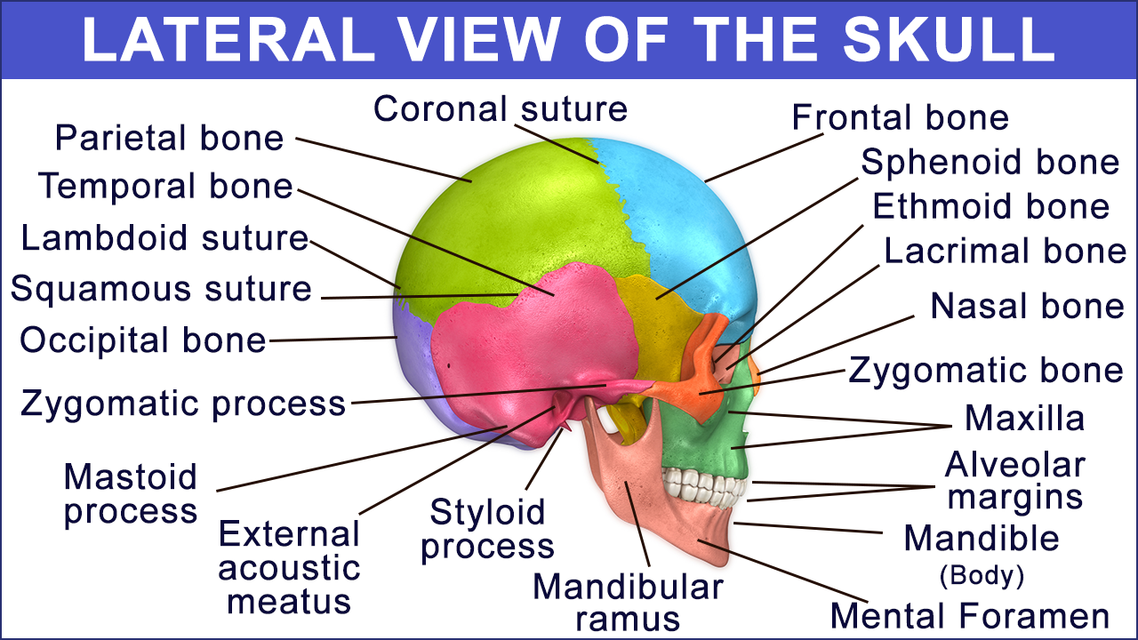 Anatomy And Function Of The Occipital Bone Explained With A Diagram 4374