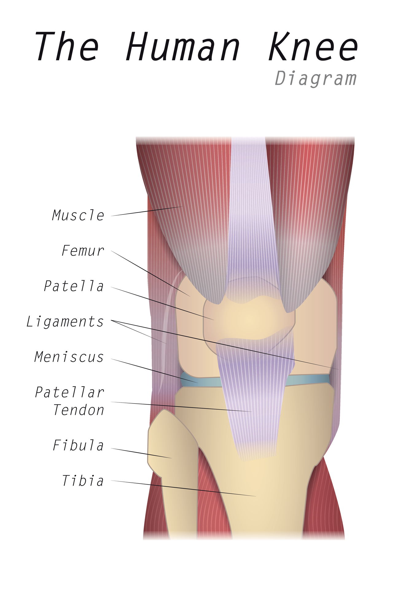 Everything You Need to Know About Patella Alta - Health Hearty