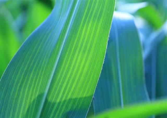 Corn Leaves Background