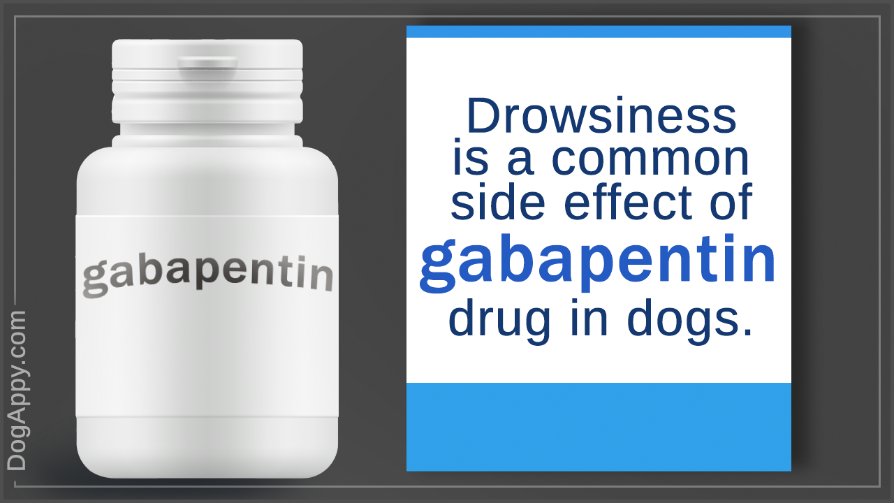 Side Effects of Gabapentin in Dogs