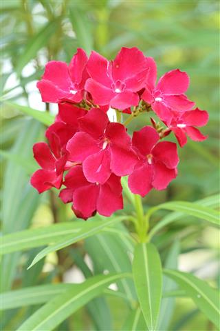 Red Sweet Oleander Flower