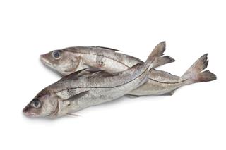 Fresh Raw Haddock Fishes