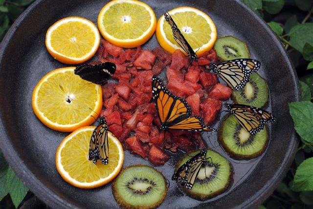 Monarch Butterflies Feeding