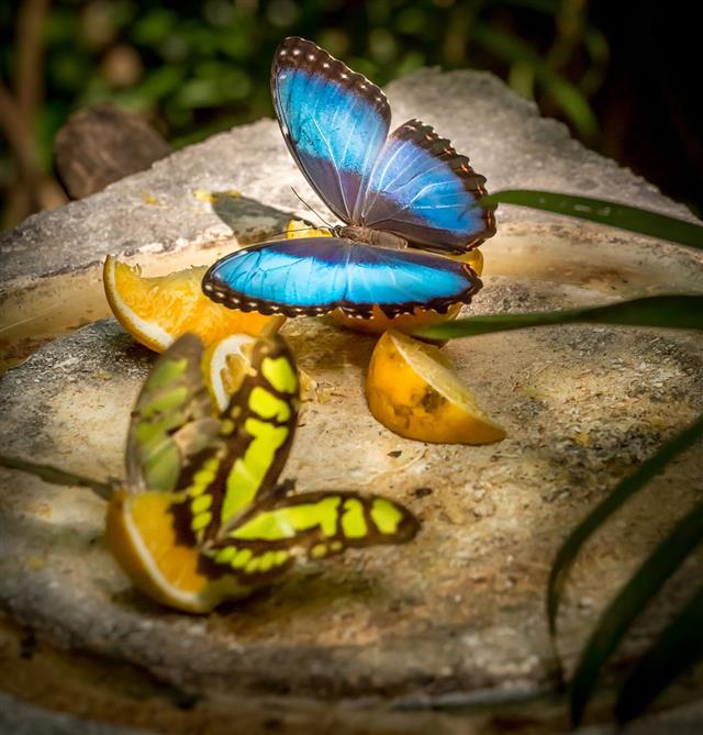 Butterfly Feeding On Fruits