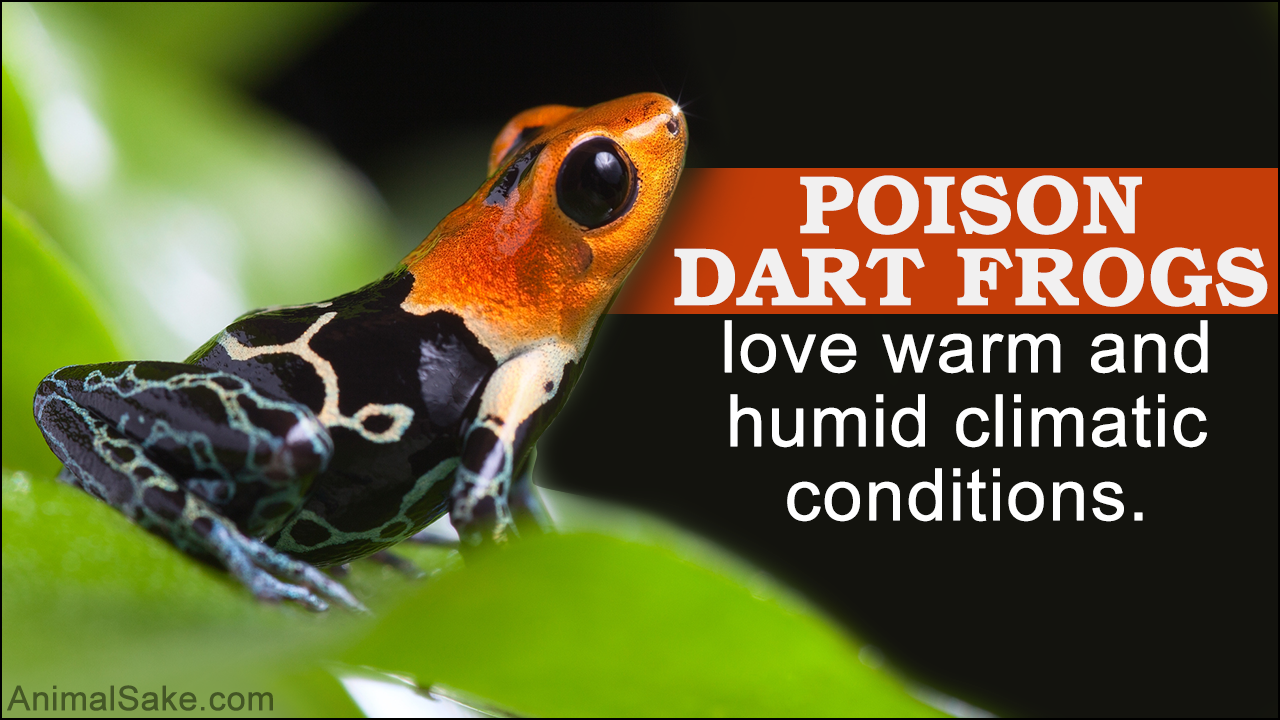 Poison Dart Frog Facts
