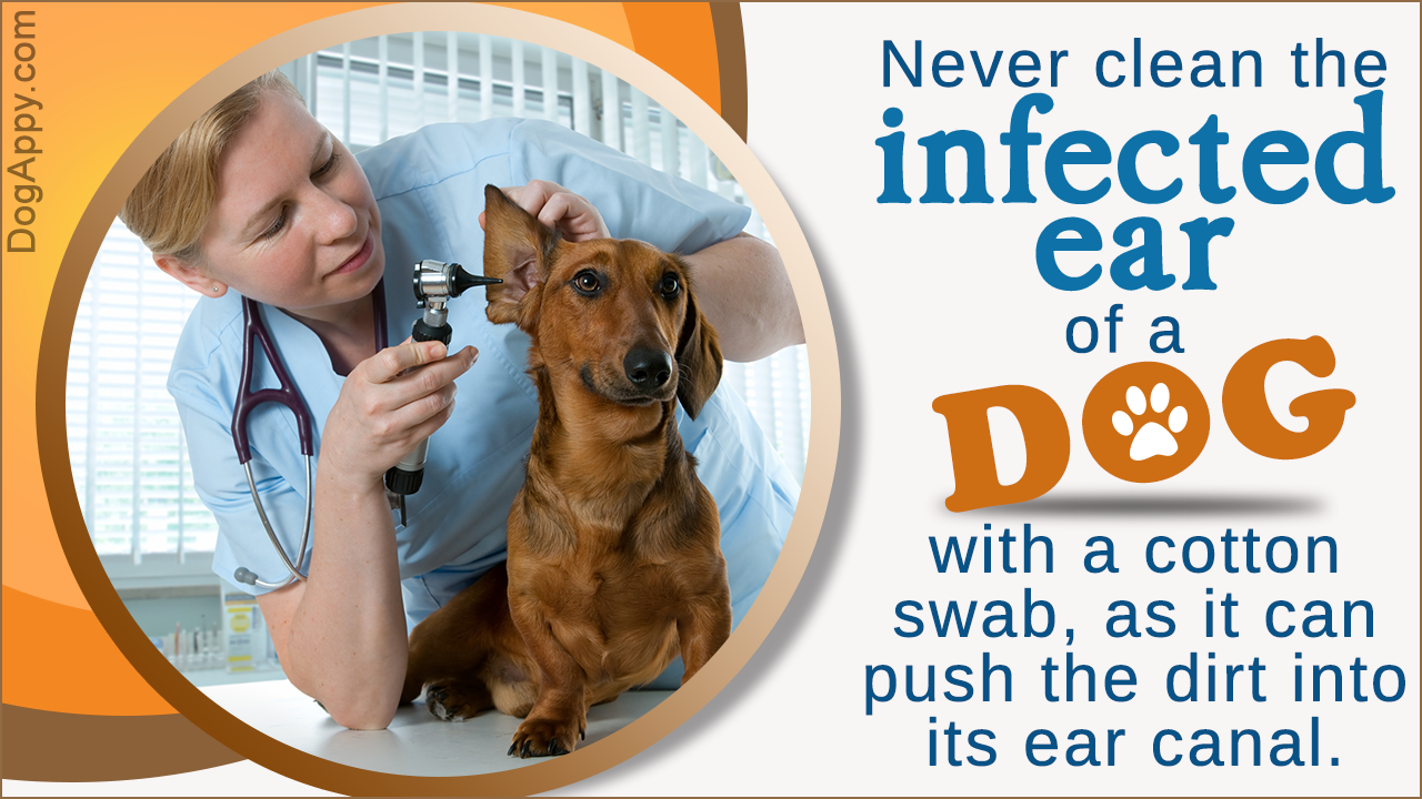 Dog Ear Infection Treatment