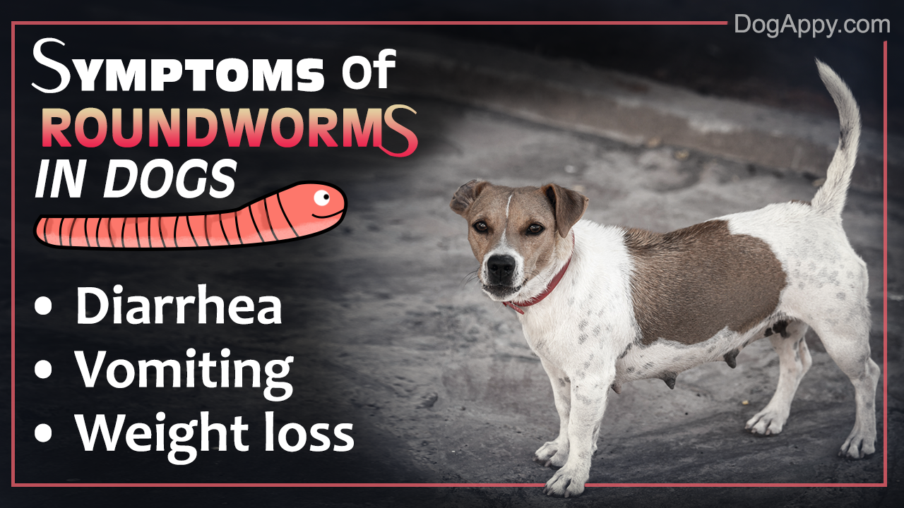 Dog Worms: Symptoms of Worms in Dogs