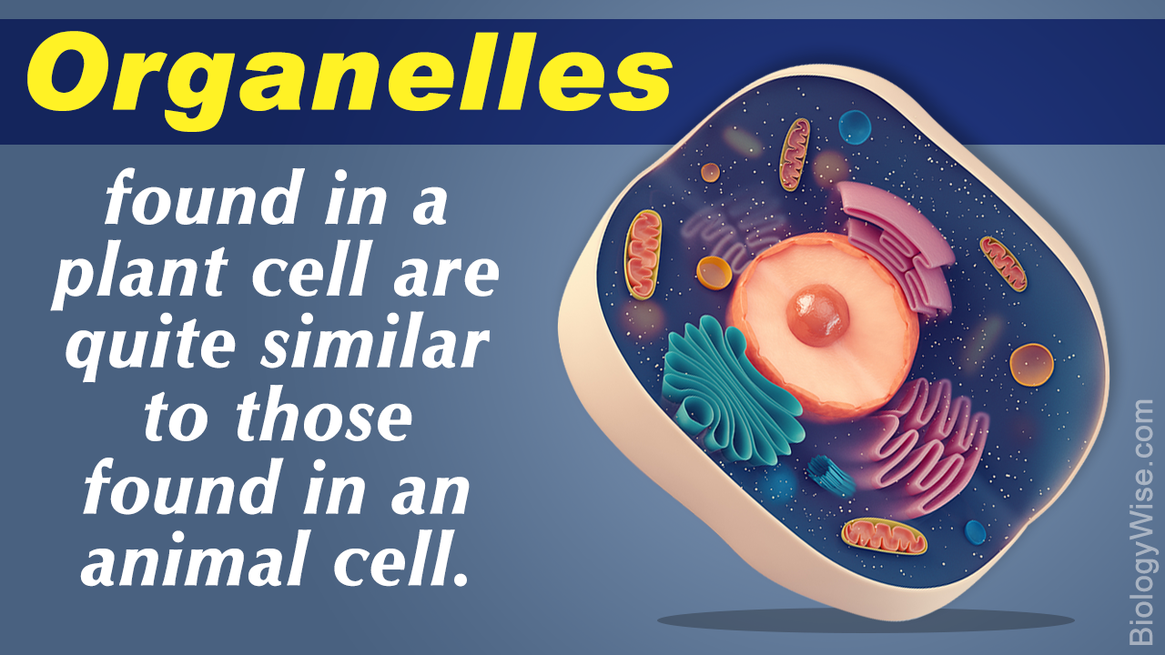 what are plant organelles
