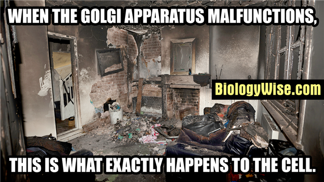 Golgi Apparatus Malfunction