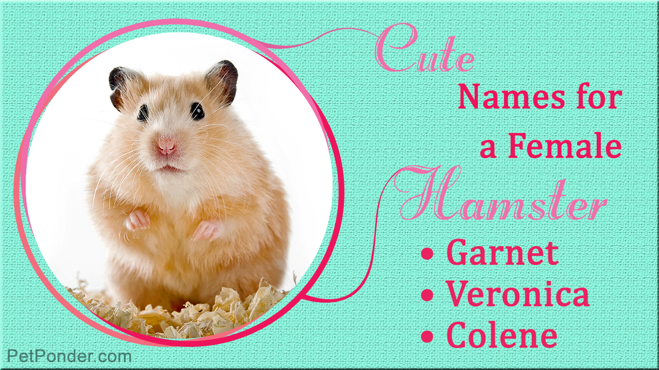 Good Names for Girl Hamsters