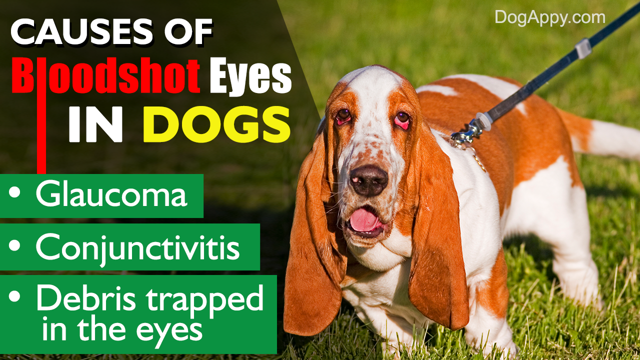 Bloodshot Eyes in Dogs