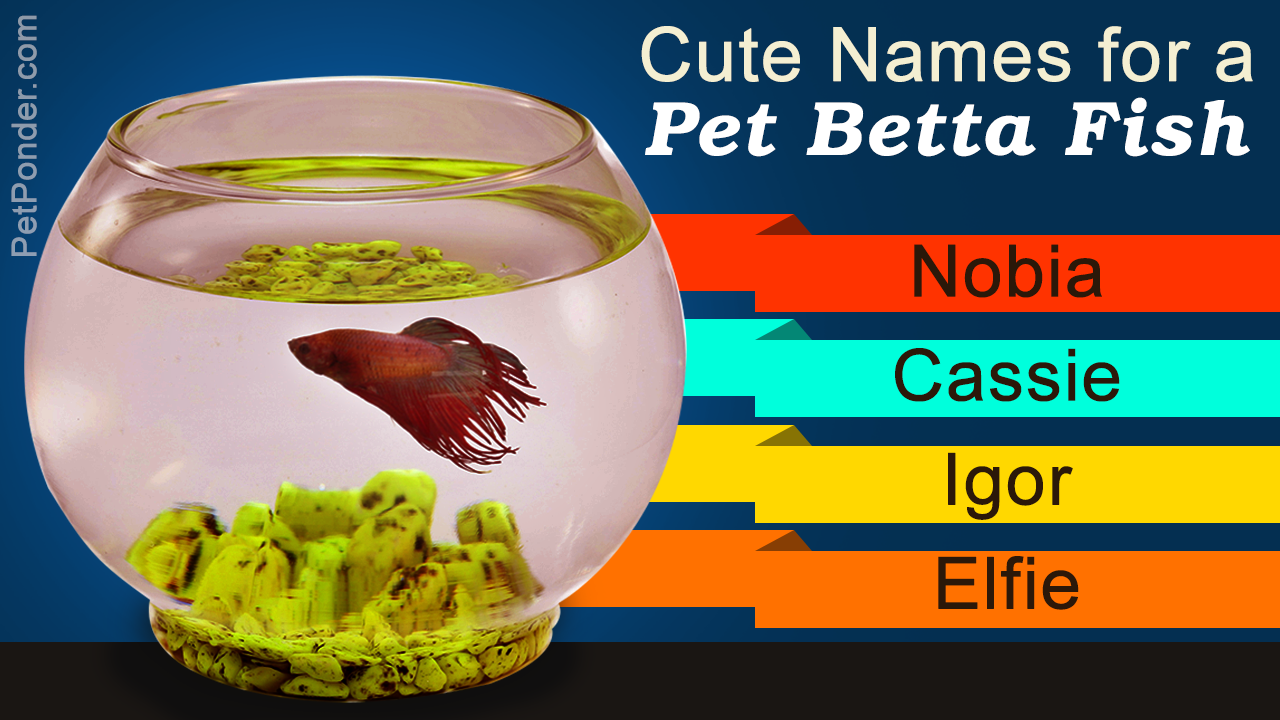 Betta Fish Names