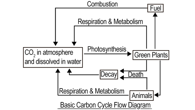 Carbon cycle flow diagram
