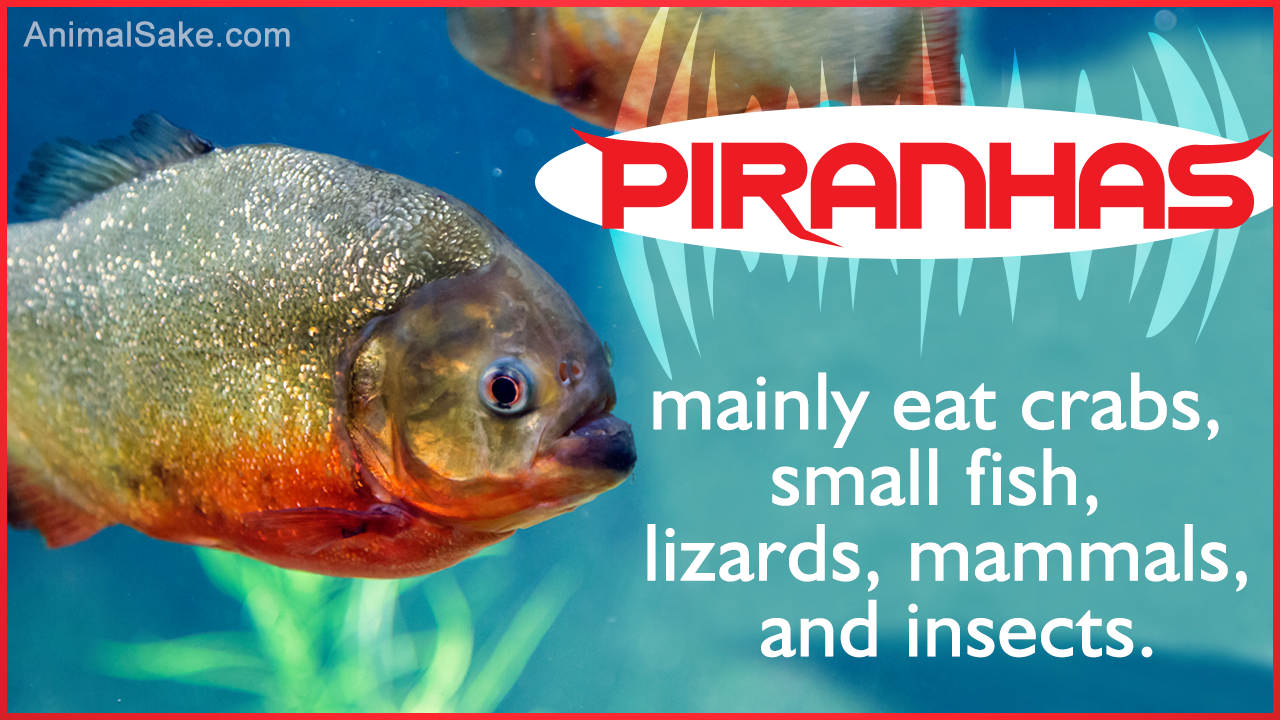 What do Piranhas Eat