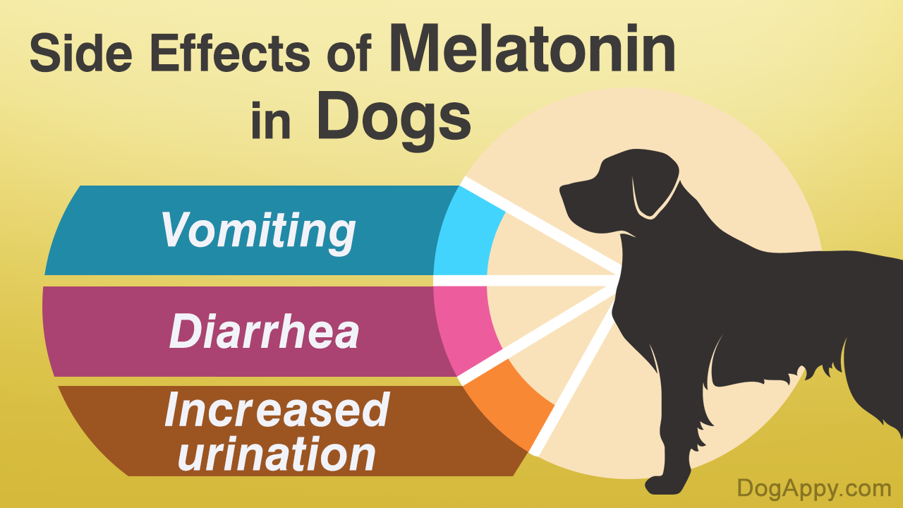 Melatonin Side Effects in Dogs