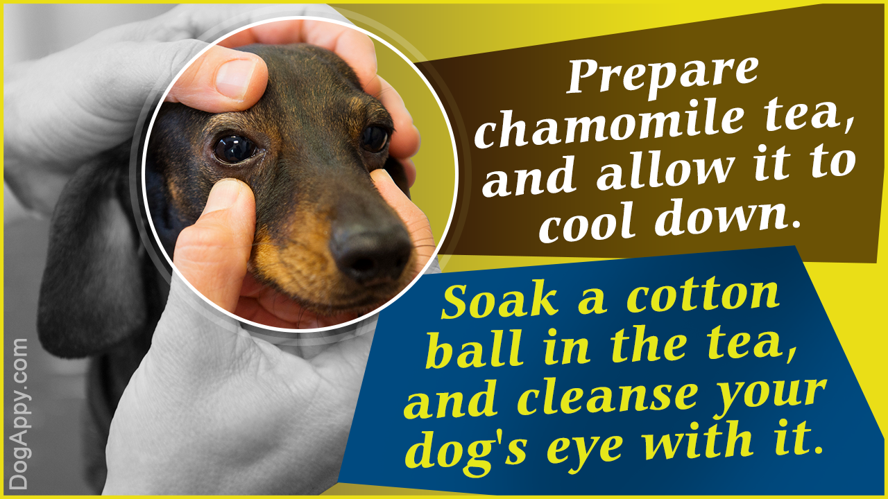 Dog Eye Infection Home Remedies