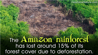 Truly Shocking Facts About Deforestation You Simply Can't Ignore