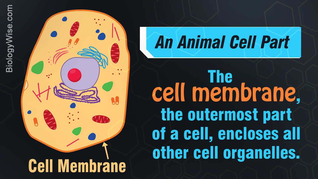 Animal Cell Parts - Biology Wise