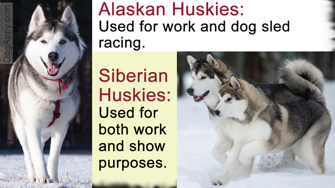 Alaskan Husky Vs. Siberian Husky