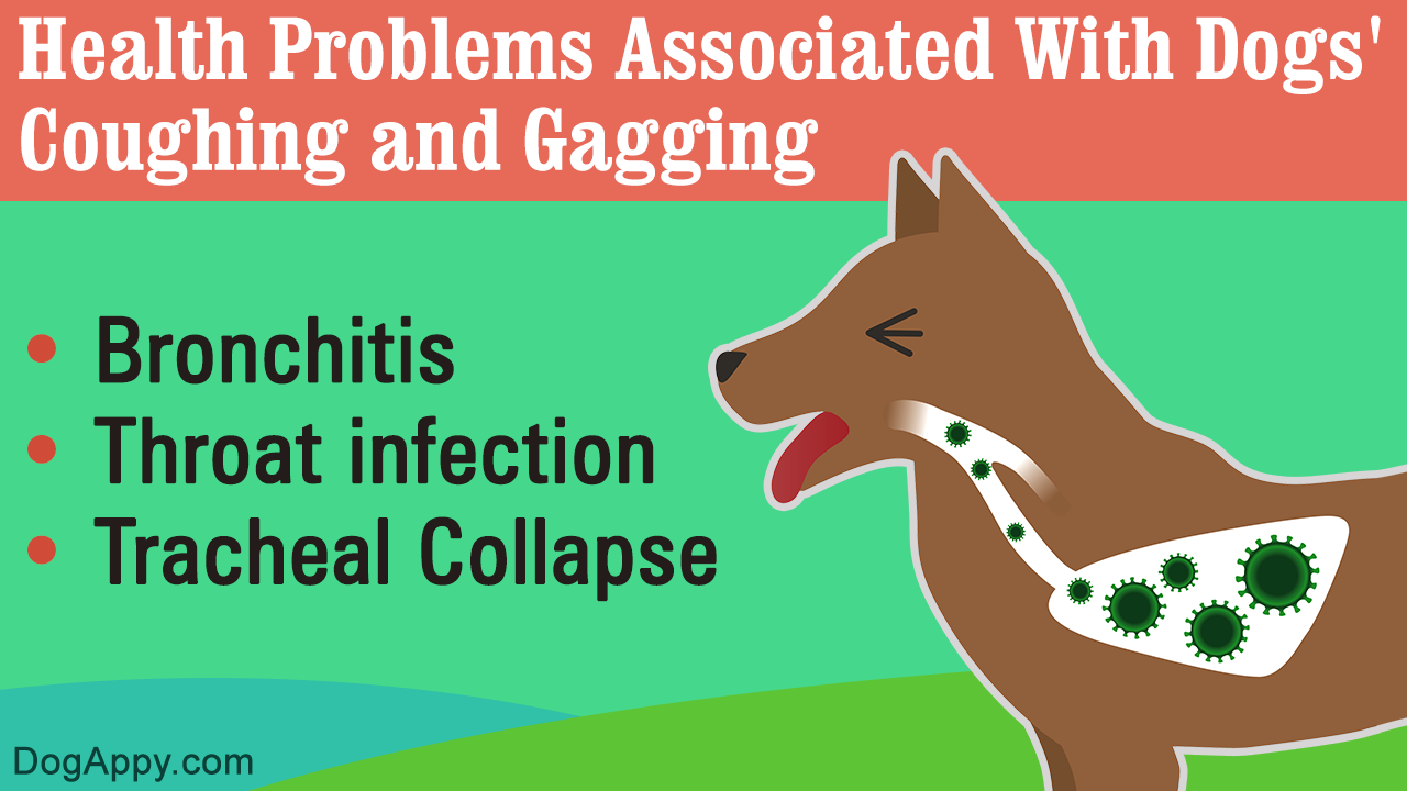 Dog Coughing and Gagging