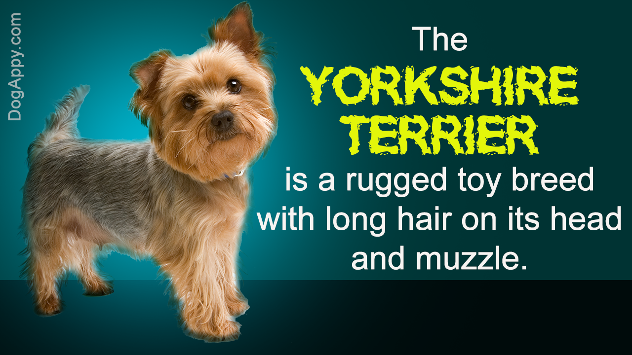 Small Terrier Breeds