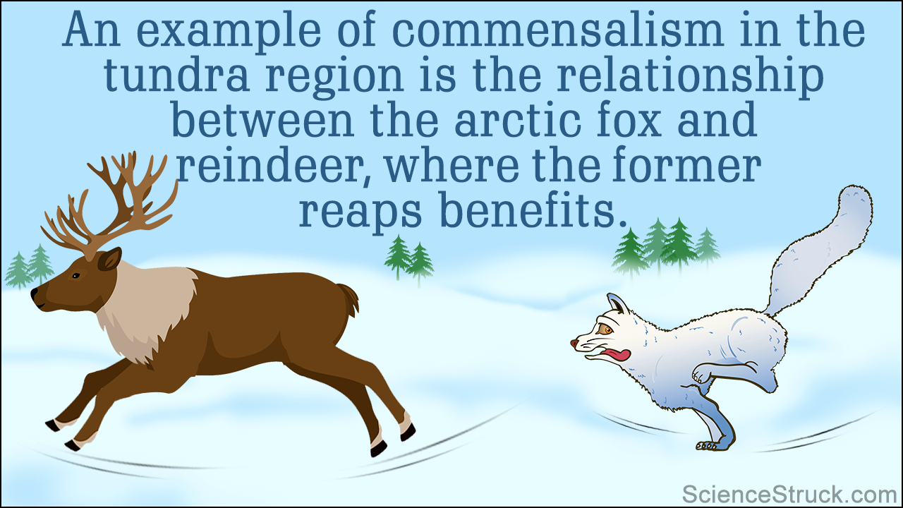 Commensalism Mutualism Examples