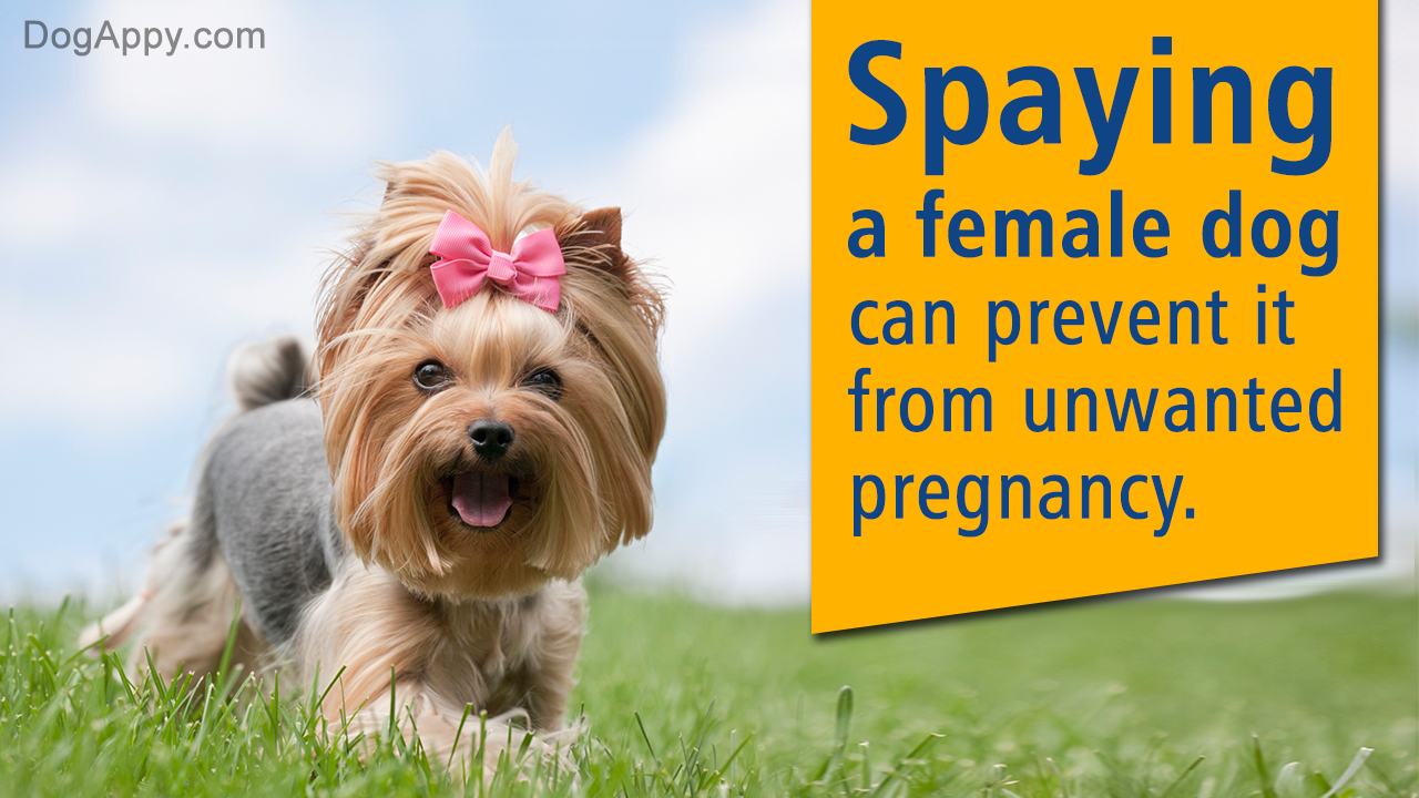 How To Keep Your Female Dog From Getting Pregnant Pet Ponder,Chicken Breast Calories Protein