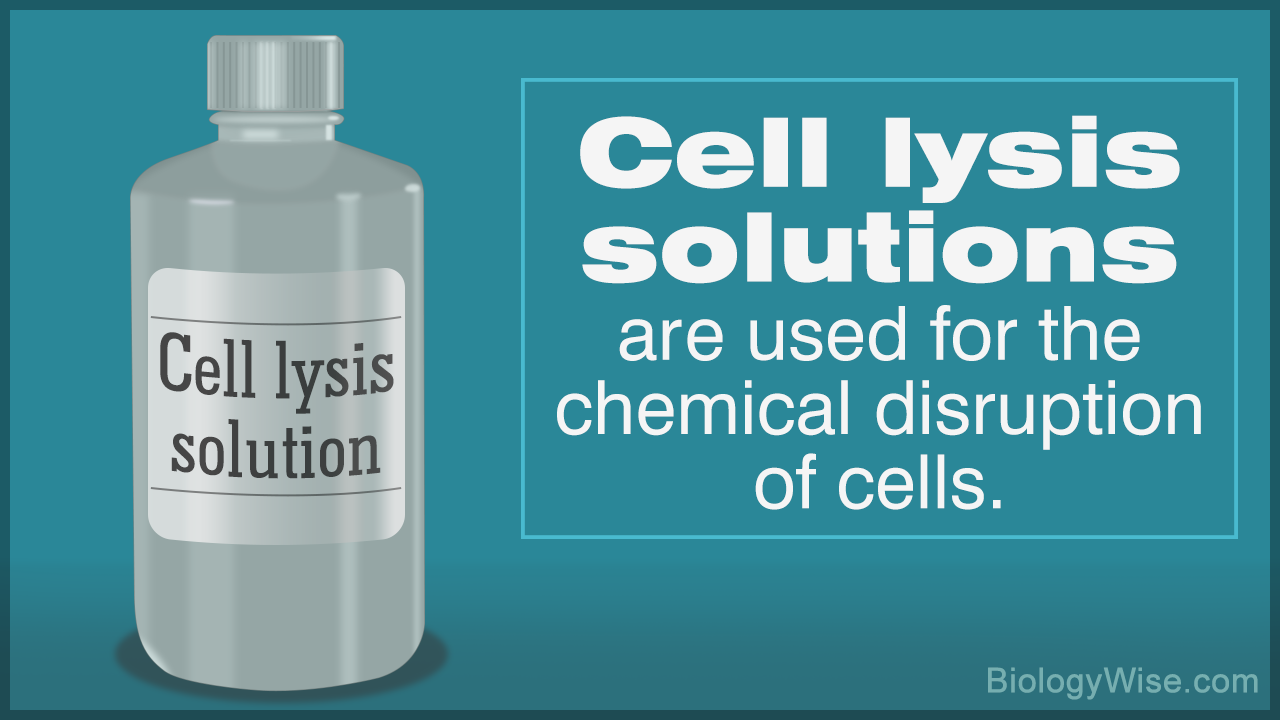 How to Make a Cell Lysis Solution