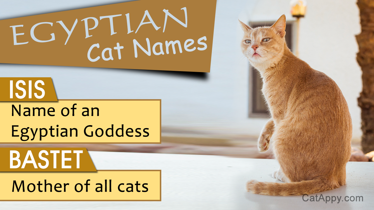 Unique Egyptian Cat Names with Their Meaning Cat Appy