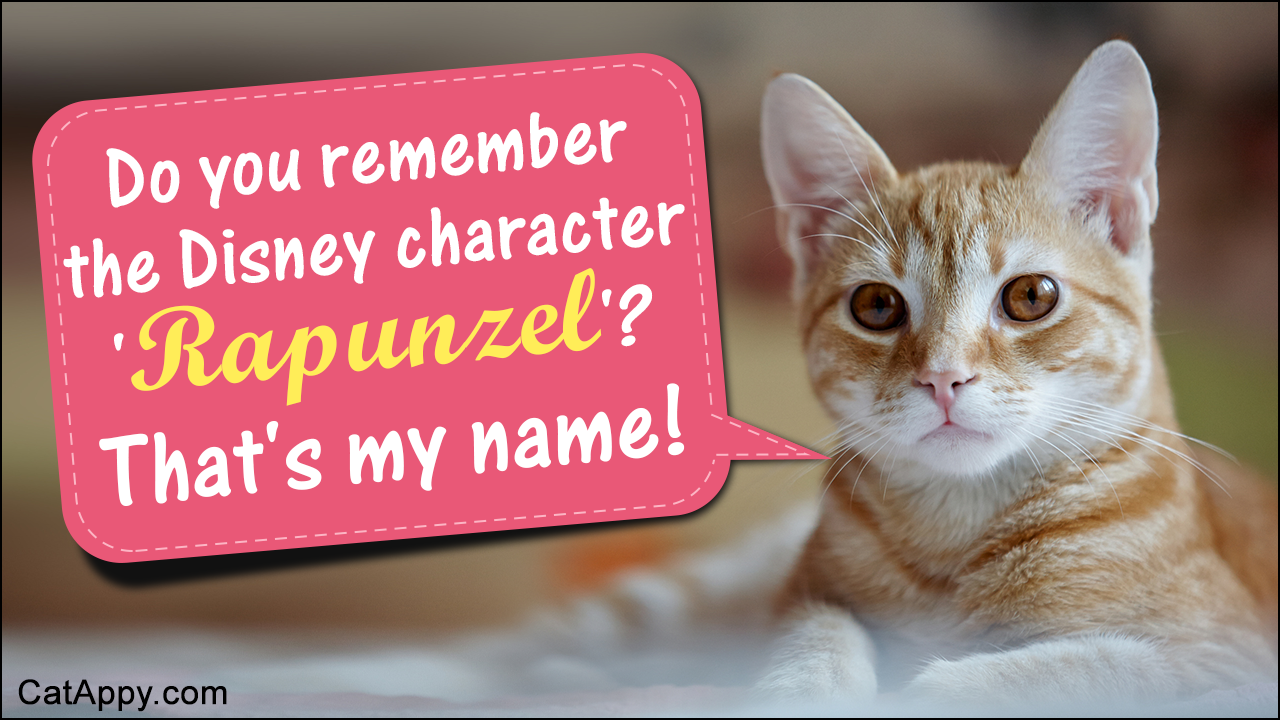 80 Cute Cat Names Inspired by Disney Characters